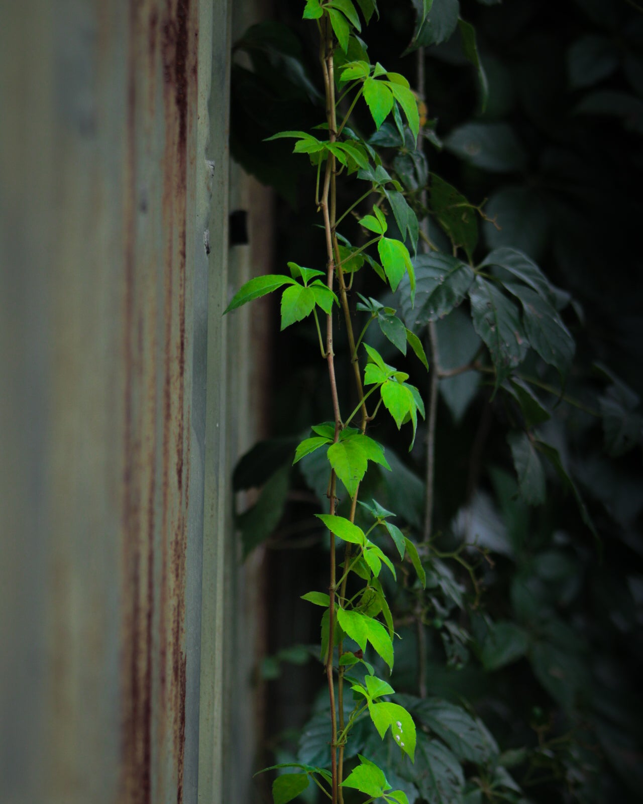 Vine Framed Photograph