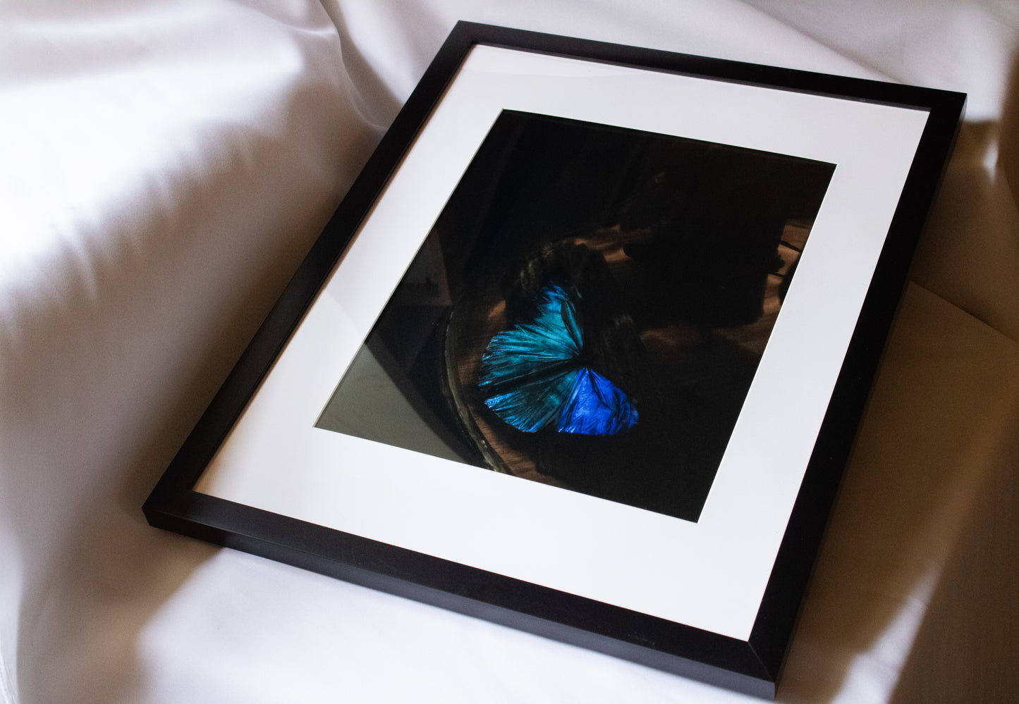 Blue Butterfly Framed Photograph