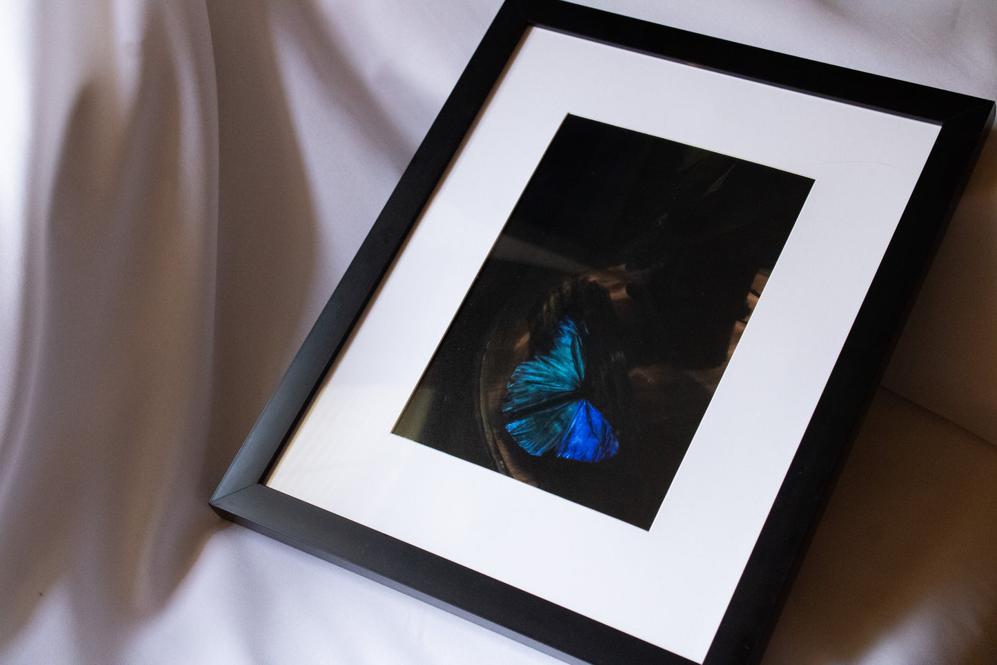 Blue Butterfly Framed Photograph