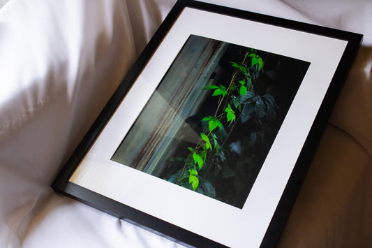 Vine Framed Photograph